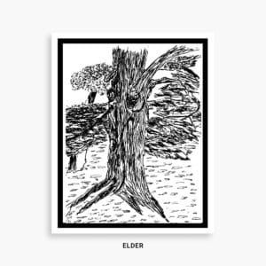 ELDER LIFE OF A TREE